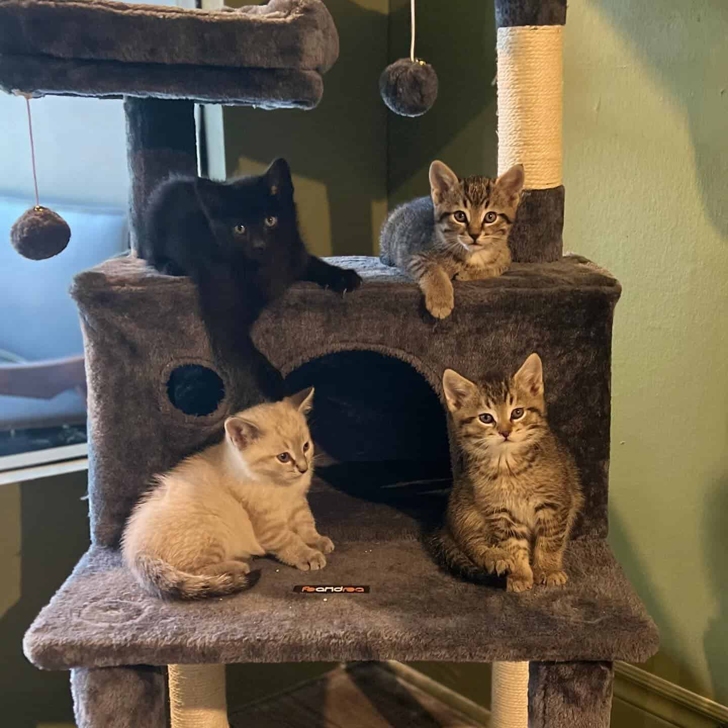 niagara falls cat cafe