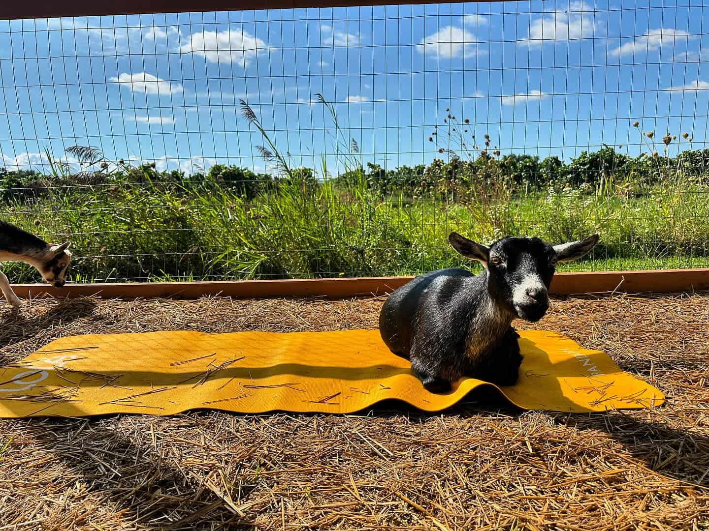 fox den goat yoga niagara